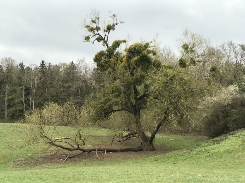 Weide ist von Misteln befallen und zum großen Teil überwuchert