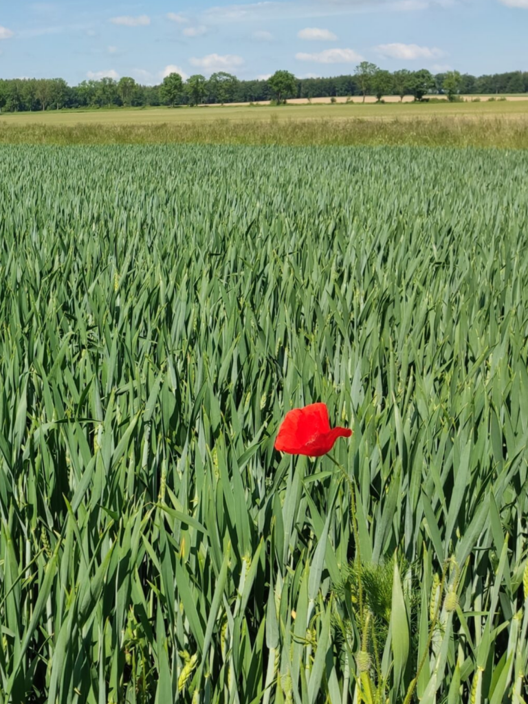 Einsame Mohnblume ist in einem Feld mit lauter gleichartigen Pflanzen